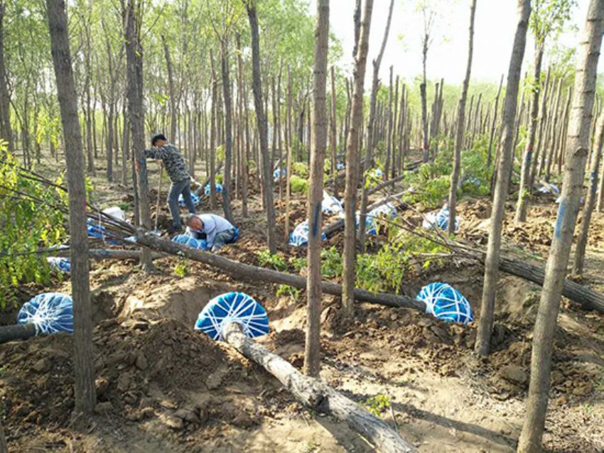 點(diǎn)擊查看詳細(xì)信息<br>標(biāo)題：香花槐 閱讀次數(shù)：1711