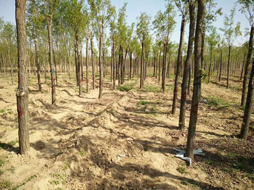 點(diǎn)擊查看詳細(xì)信息<br>標(biāo)題：香花槐 閱讀次數(shù)：1695