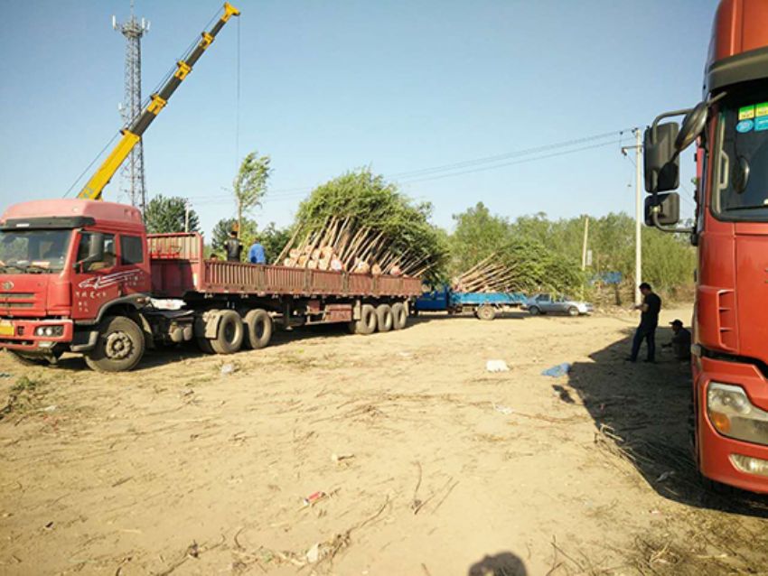 點(diǎn)擊查看詳細(xì)信息<br>標(biāo)題：香花槐 閱讀次數(shù)：1848