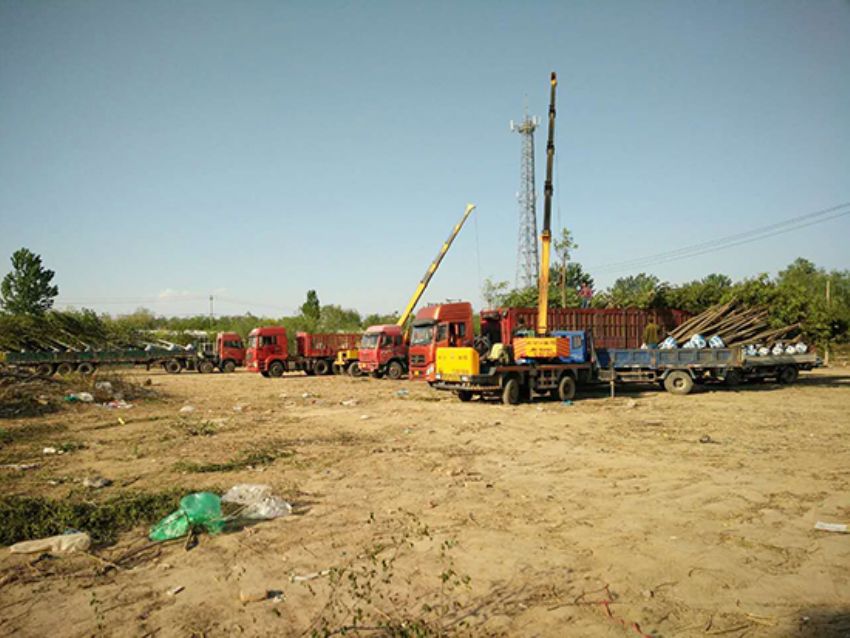 點擊查看詳細信息<br>標題：香花槐 閱讀次數(shù)：1940