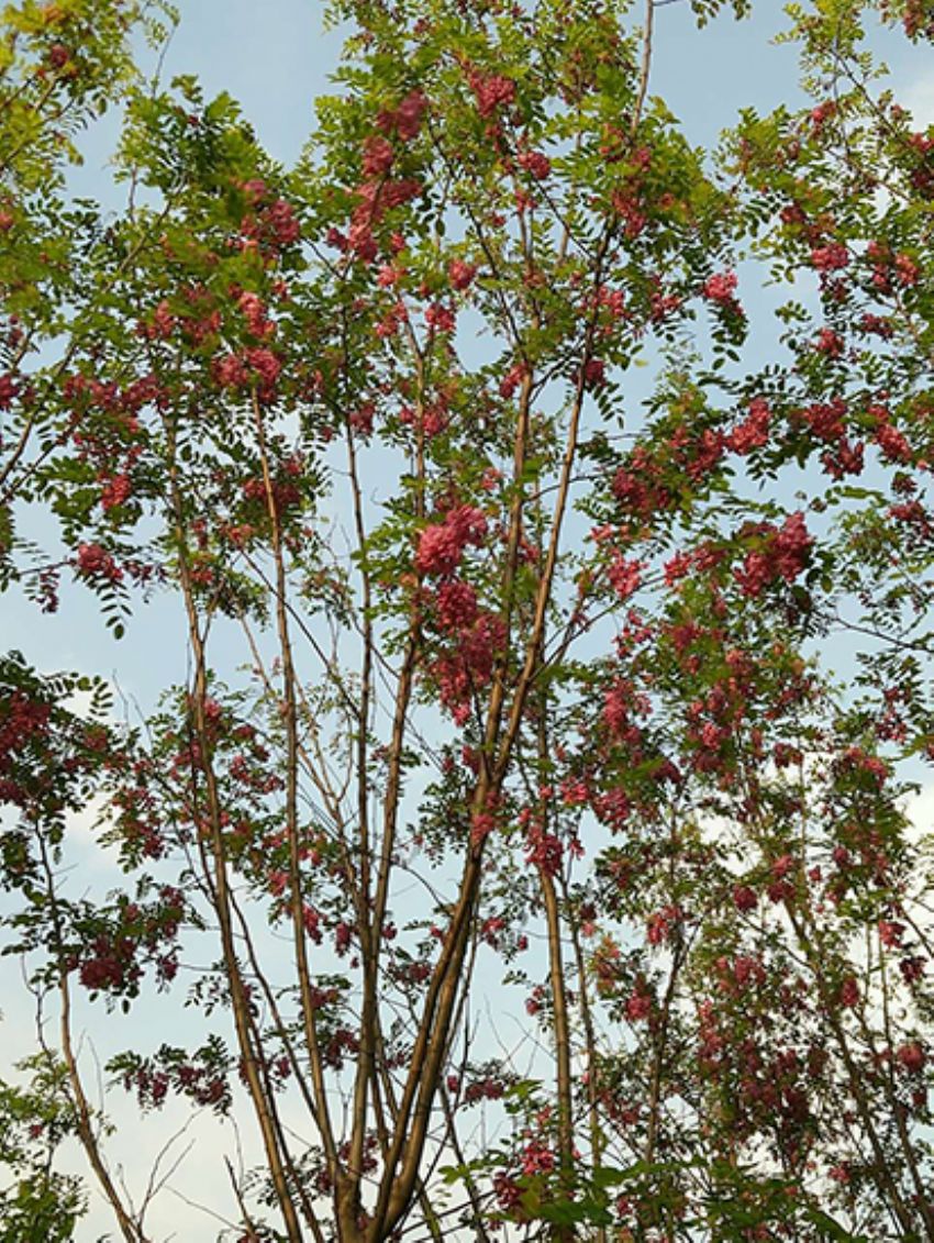 點擊查看詳細信息<br>標題：香花槐 閱讀次數(shù)：1982