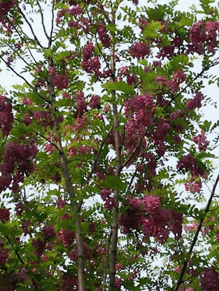 點擊查看詳細信息<br>標題：香花槐 閱讀次數(shù)：1999