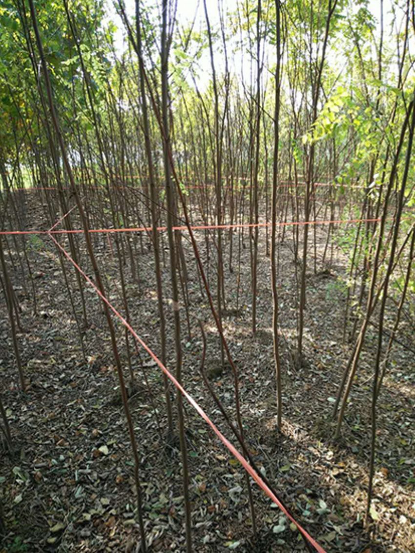 點擊查看詳細信息<br>標題：香花槐 閱讀次數(shù)：2154