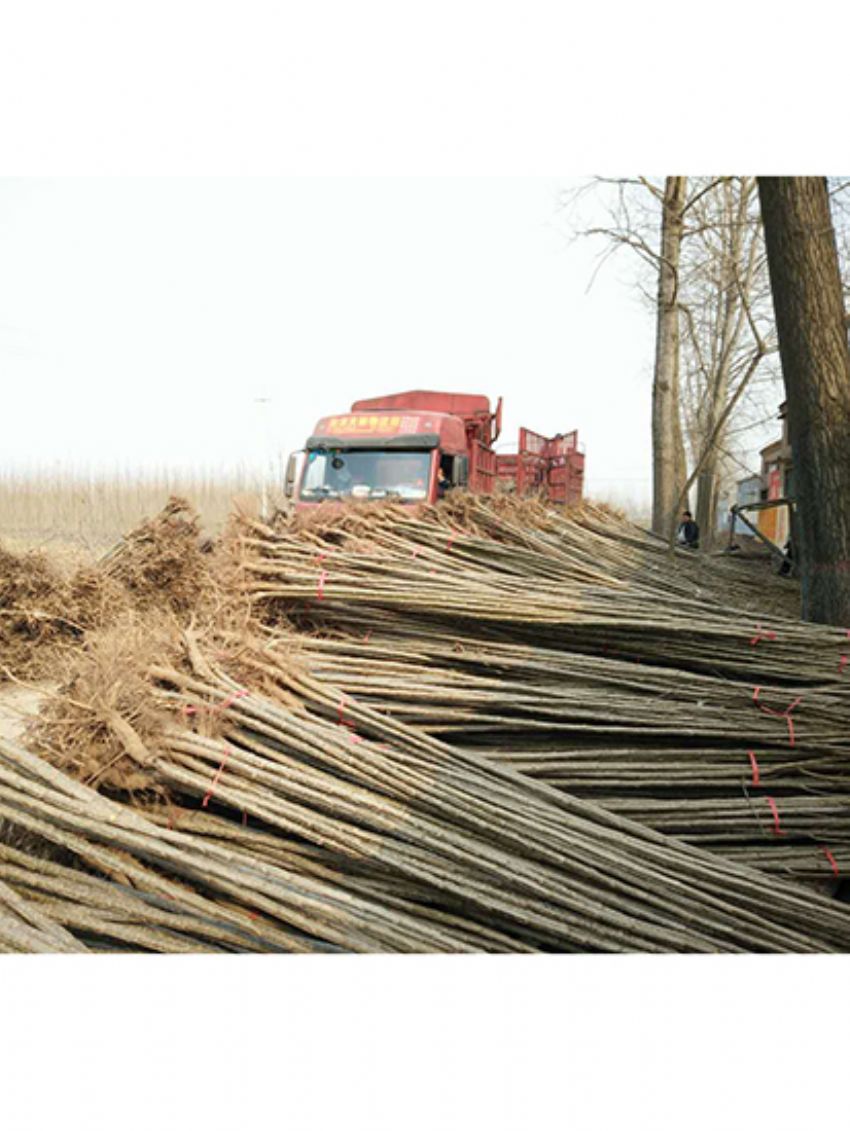 點擊查看詳細信息<br>標題：楊樹苗 閱讀次數：2095