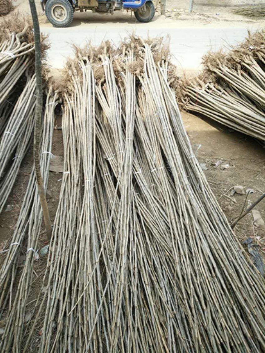 點擊查看詳細信息<br>標題：楊樹苗 閱讀次數：3207