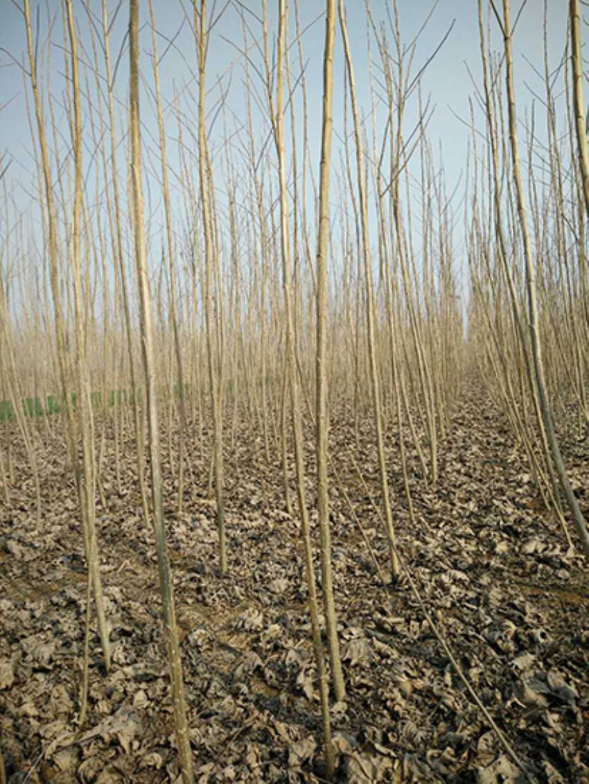 點擊查看詳細信息<br>標題：楊樹苗 閱讀次數：2156