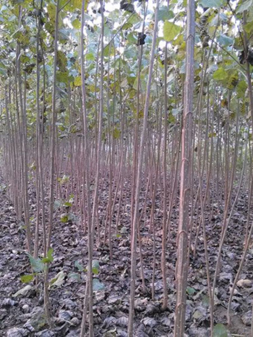 點(diǎn)擊查看詳細(xì)信息<br>標(biāo)題：速生楊 閱讀次數(shù)：2380