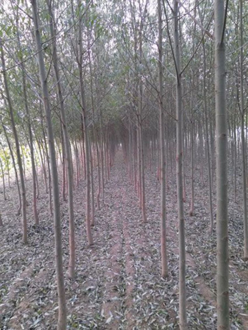 點擊查看詳細信息<br>標題：速生楊 閱讀次數：3374