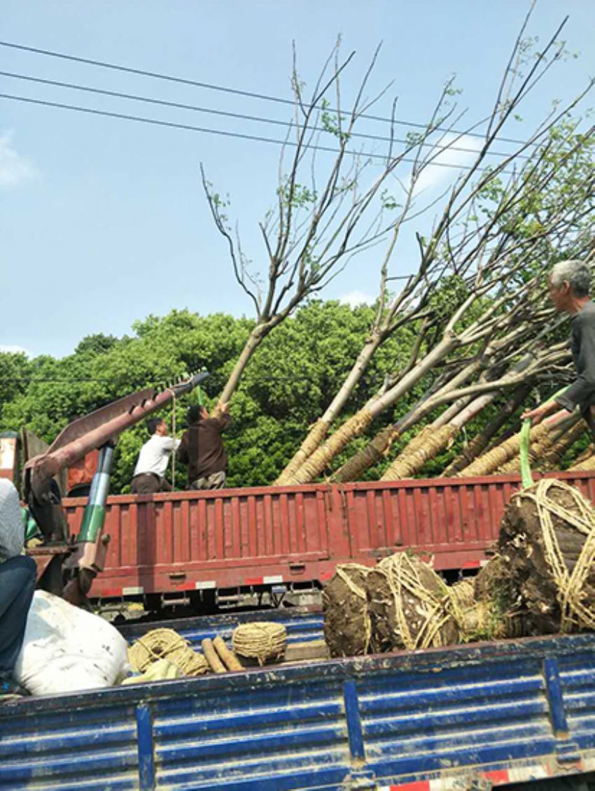 點擊查看詳細信息<br>標題：欒樹 閱讀次數：1921