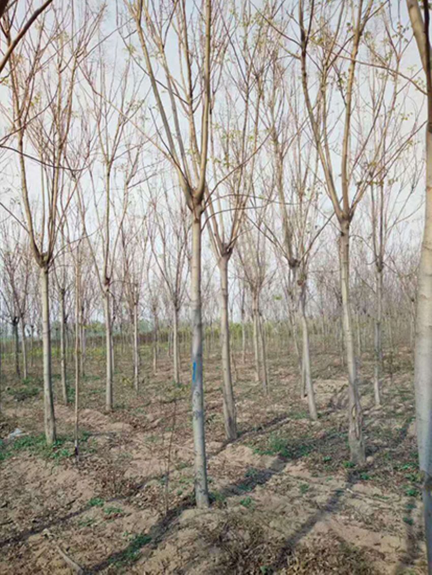 點擊查看詳細信息<br>標題：欒樹 閱讀次數：2041