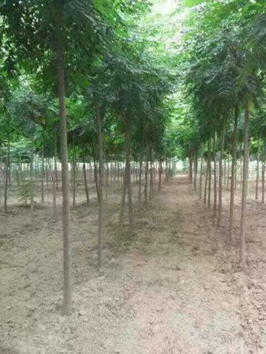 點擊查看詳細信息<br>標題：欒樹 閱讀次數：3173