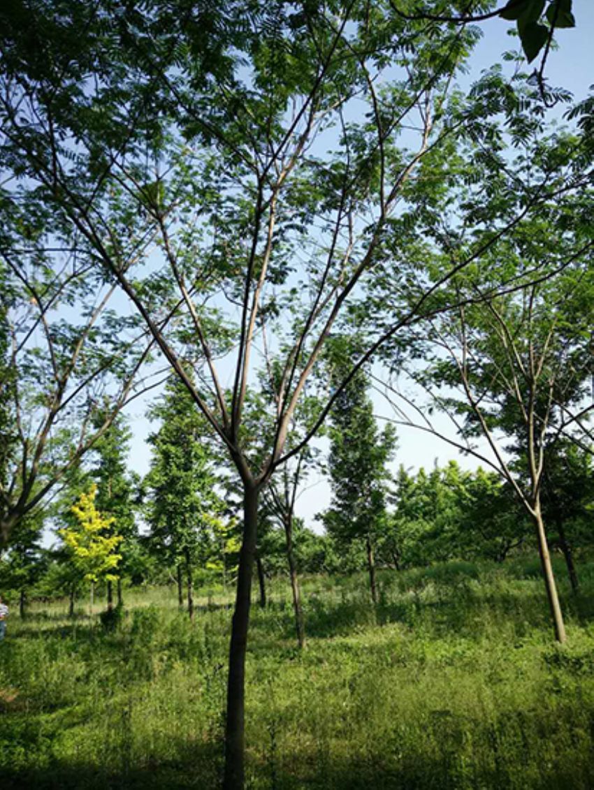 點擊查看詳細信息<br>標題：合歡 閱讀次數：1916