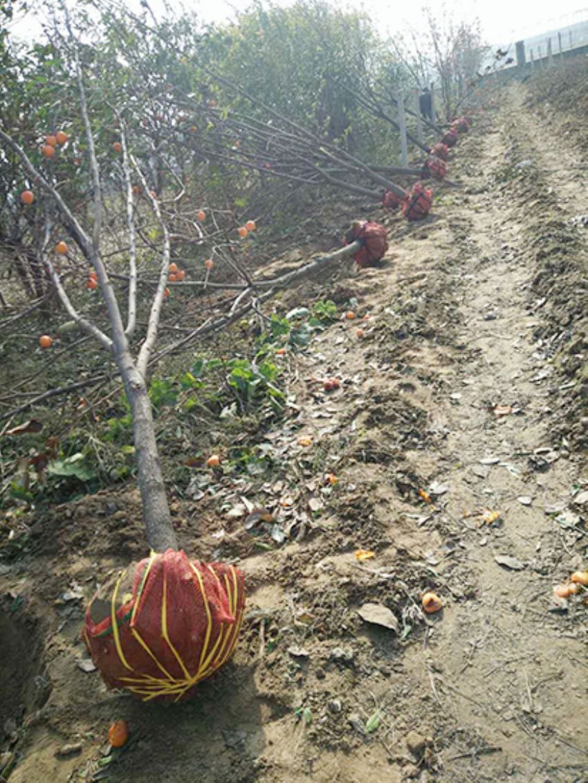 點擊查看詳細信息<br>標題：果樹-柿子樹 閱讀次數：1881