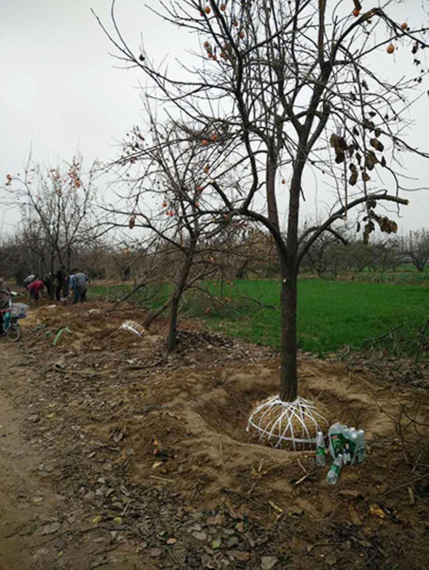 點擊查看詳細信息<br>標題：果樹-柿子樹 閱讀次數：2131