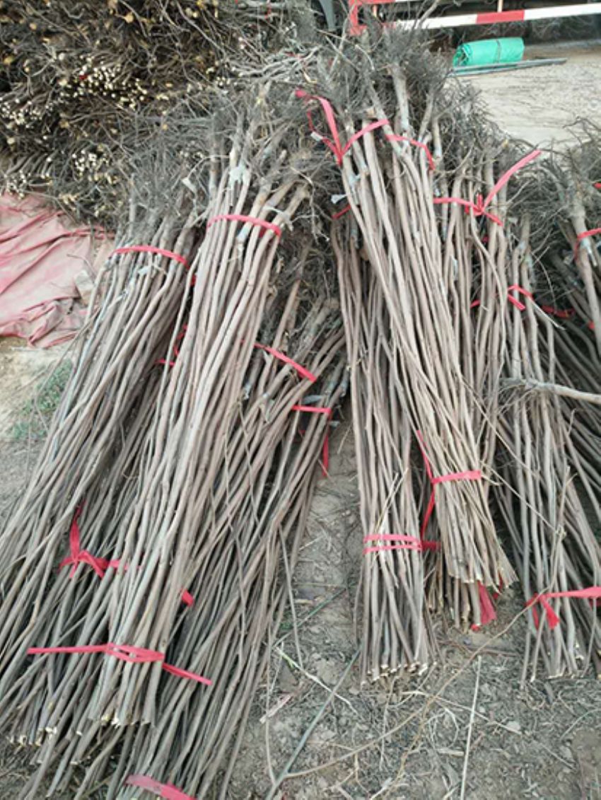 點擊查看詳細信息<br>標題：果樹-柿子樹 閱讀次數：2254