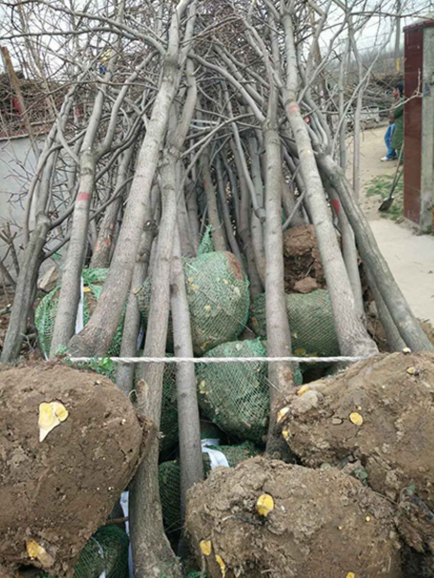 點擊查看詳細信息<br>標題：果樹-柿子樹 閱讀次數：2256