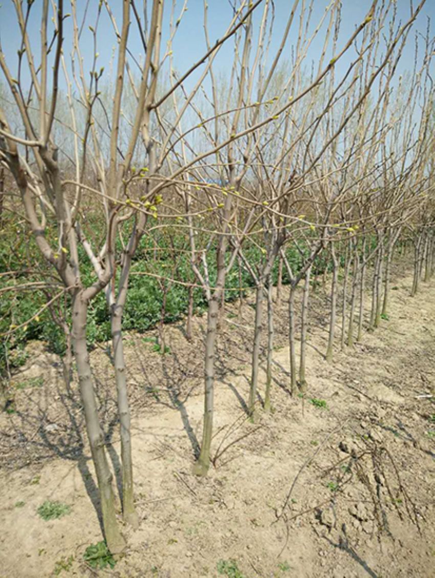 點擊查看詳細信息<br>標題：果樹-柿子樹 閱讀次數：2203