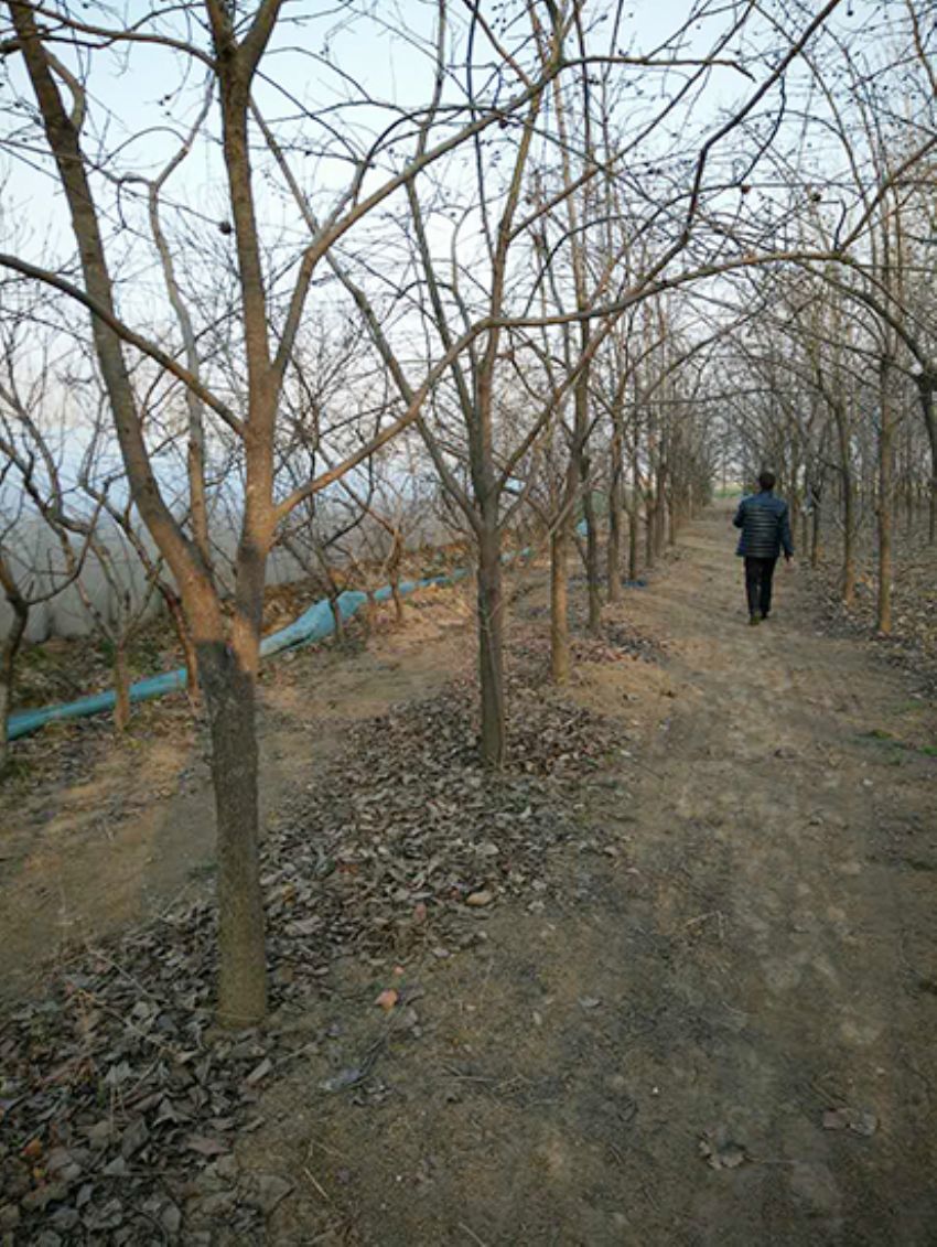 點擊查看詳細信息<br>標題：果樹-柿子樹 閱讀次數：2347