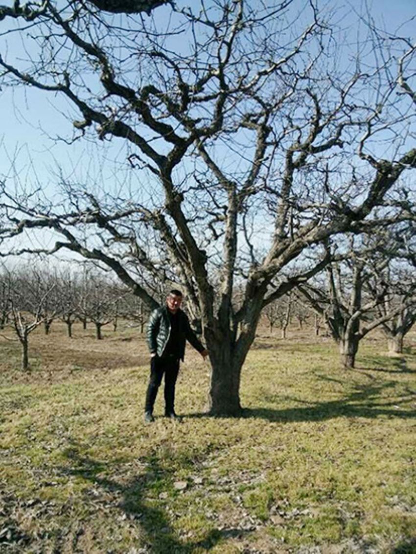 點擊查看詳細信息<br>標題：果樹-柿子樹 閱讀次數：2298