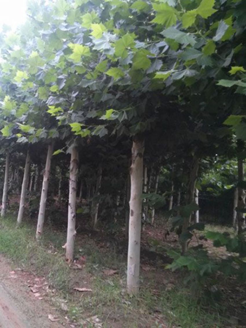 點(diǎn)擊查看詳細(xì)信息<br>標(biāo)題：法桐 閱讀次數(shù)：2302