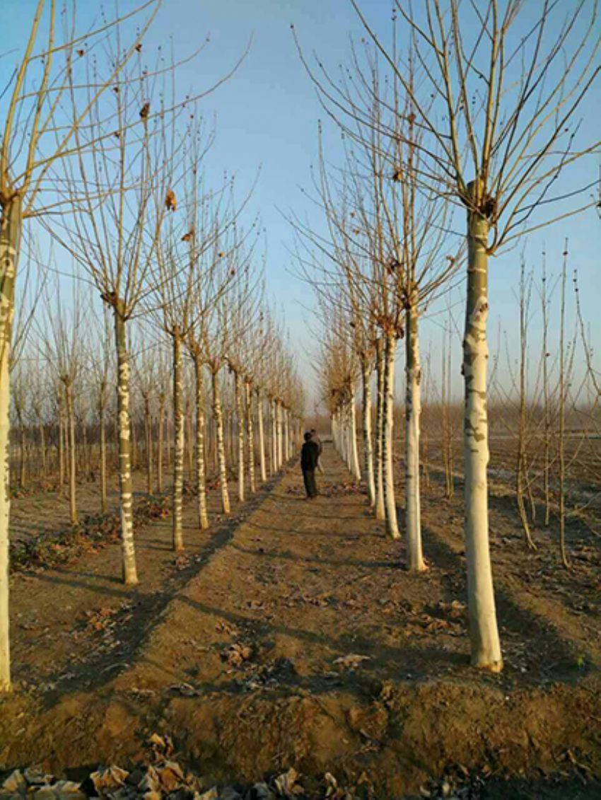 點擊查看詳細信息<br>標題：法桐 閱讀次數：3120