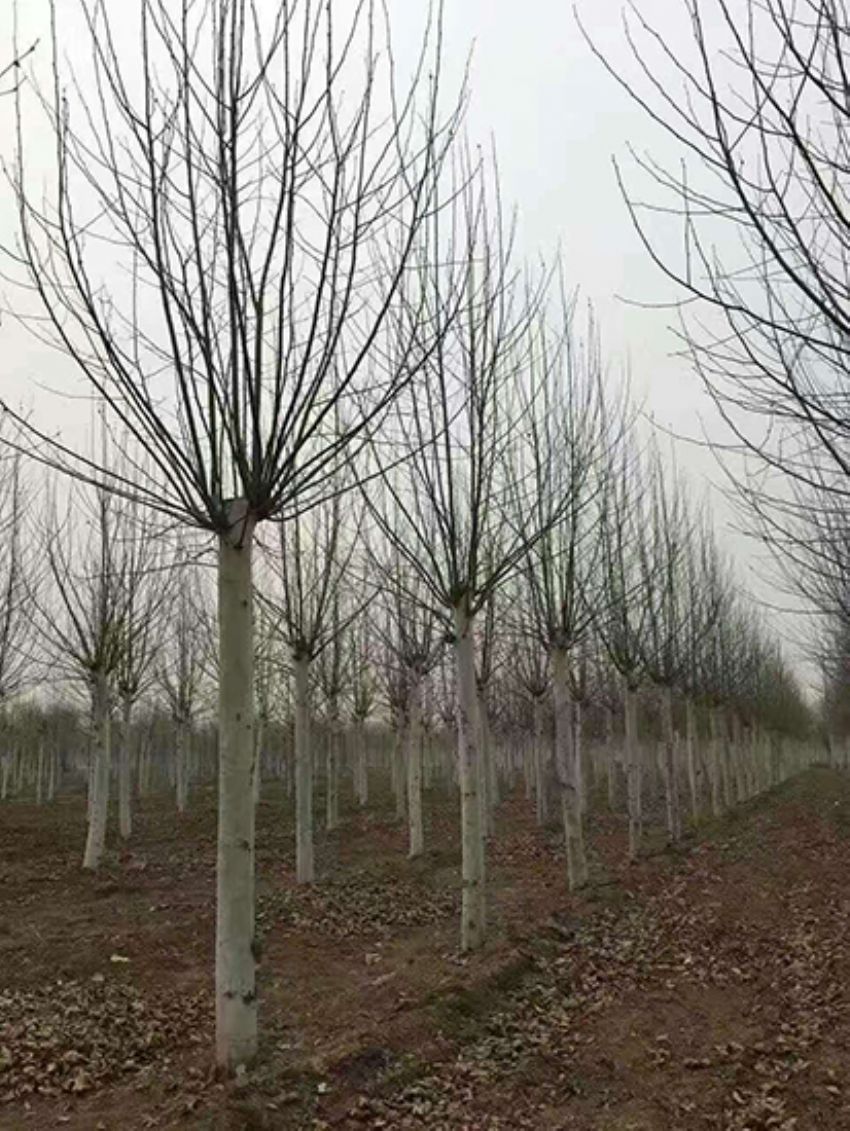 點擊查看詳細信息<br>標題：法桐 閱讀次數：3217