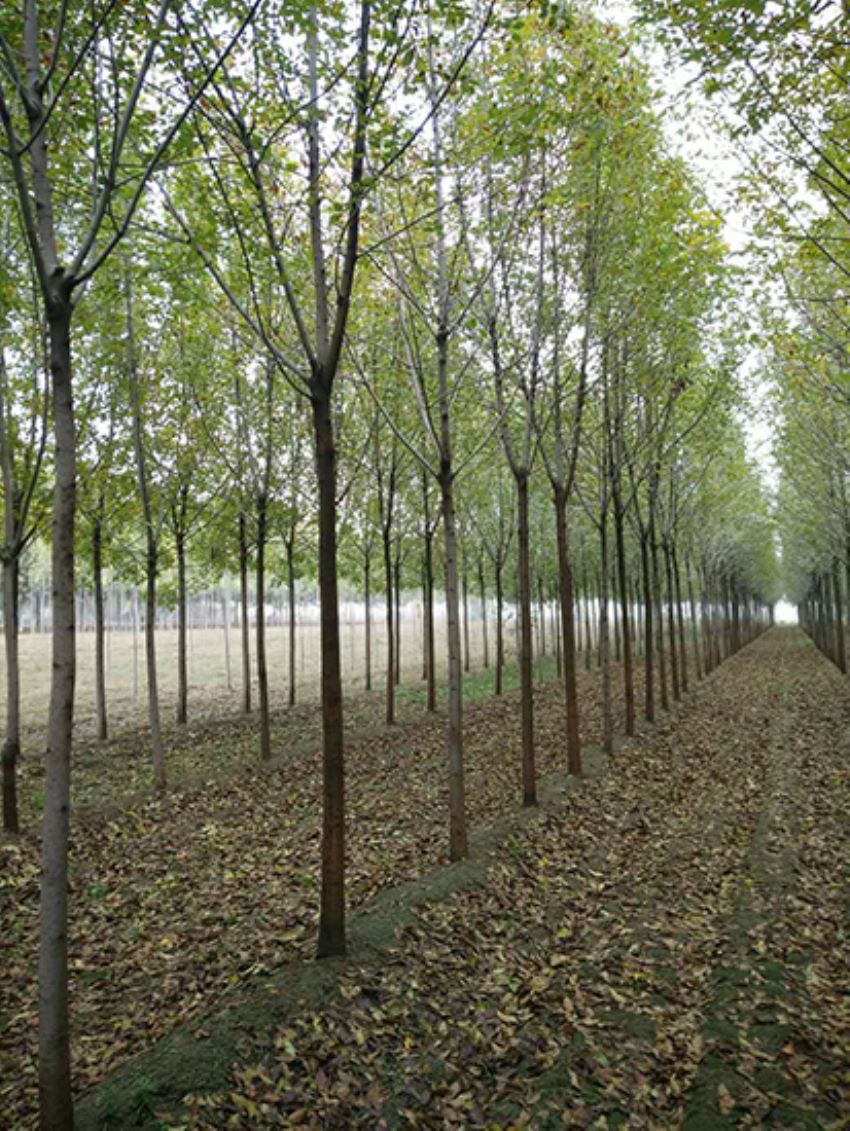 點擊查看詳細信息<br>標題：白蠟 閱讀次數：3623