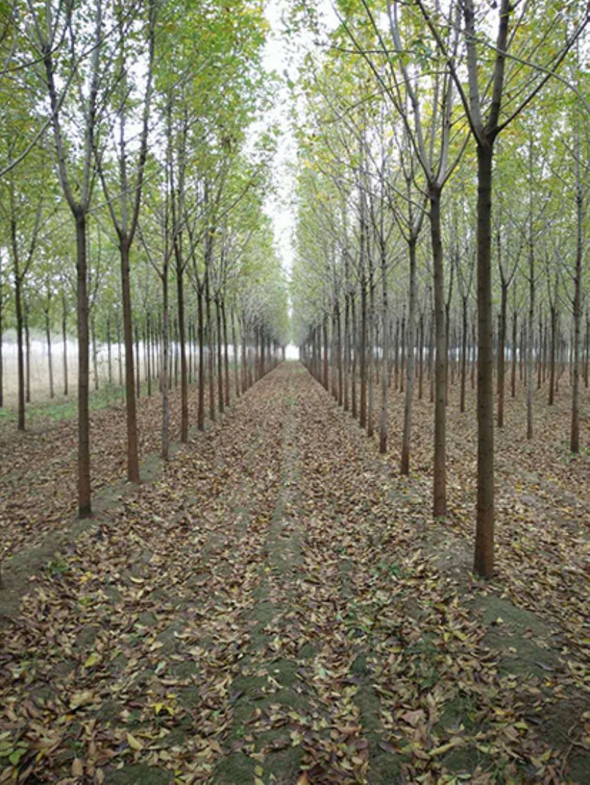 點擊查看詳細信息<br>標題：白蠟 閱讀次數：3151