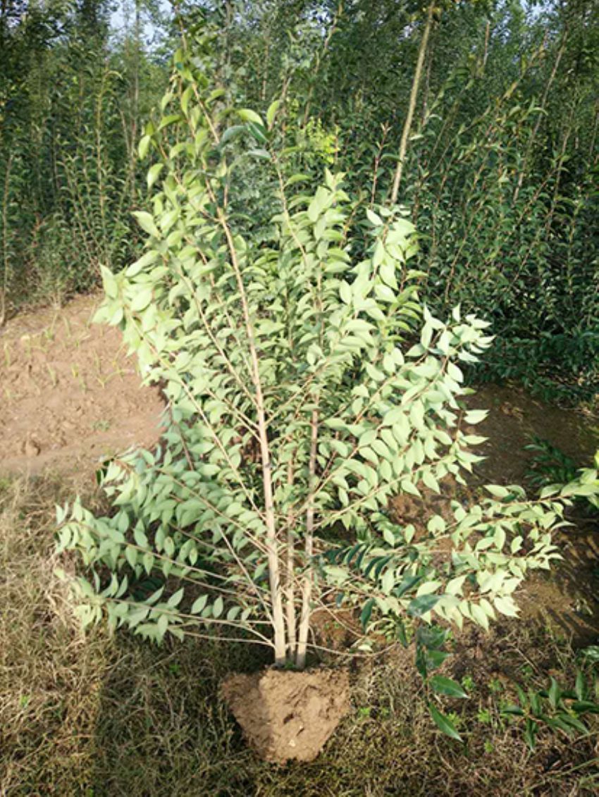 點擊查看詳細信息<br>標題：叢生女貞 閱讀次數：3144