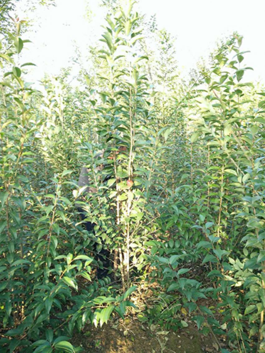 點擊查看詳細信息<br>標題：叢生女貞 閱讀次數：3164