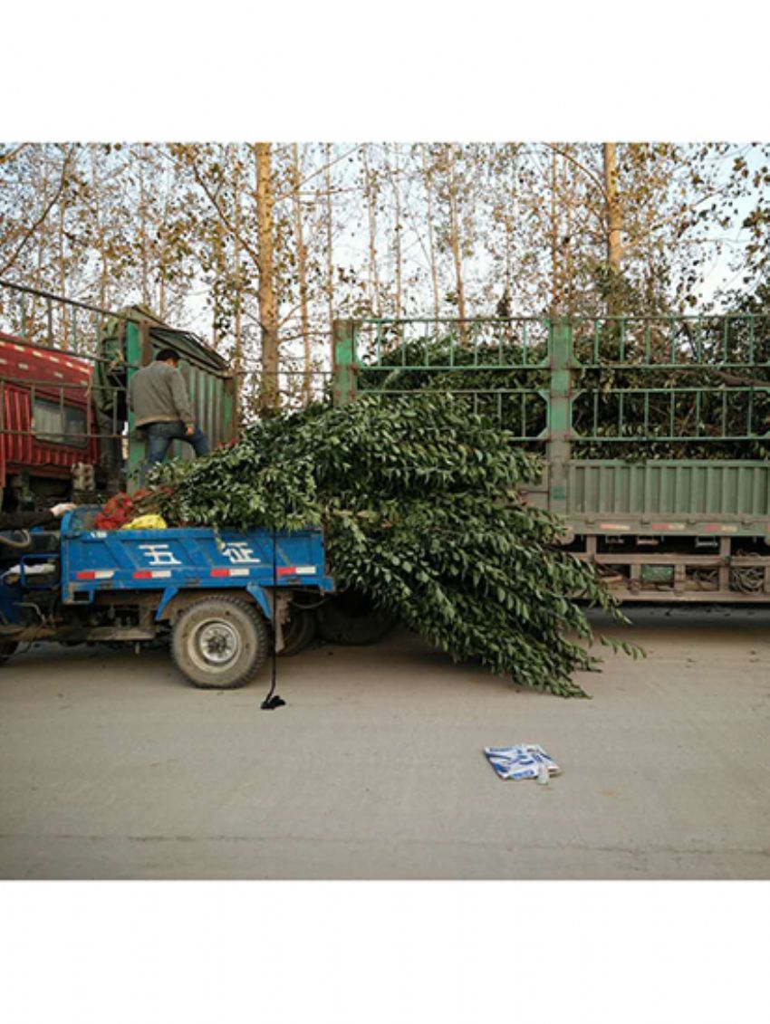 點擊查看詳細信息<br>標題：叢生女貞 閱讀次數：3178