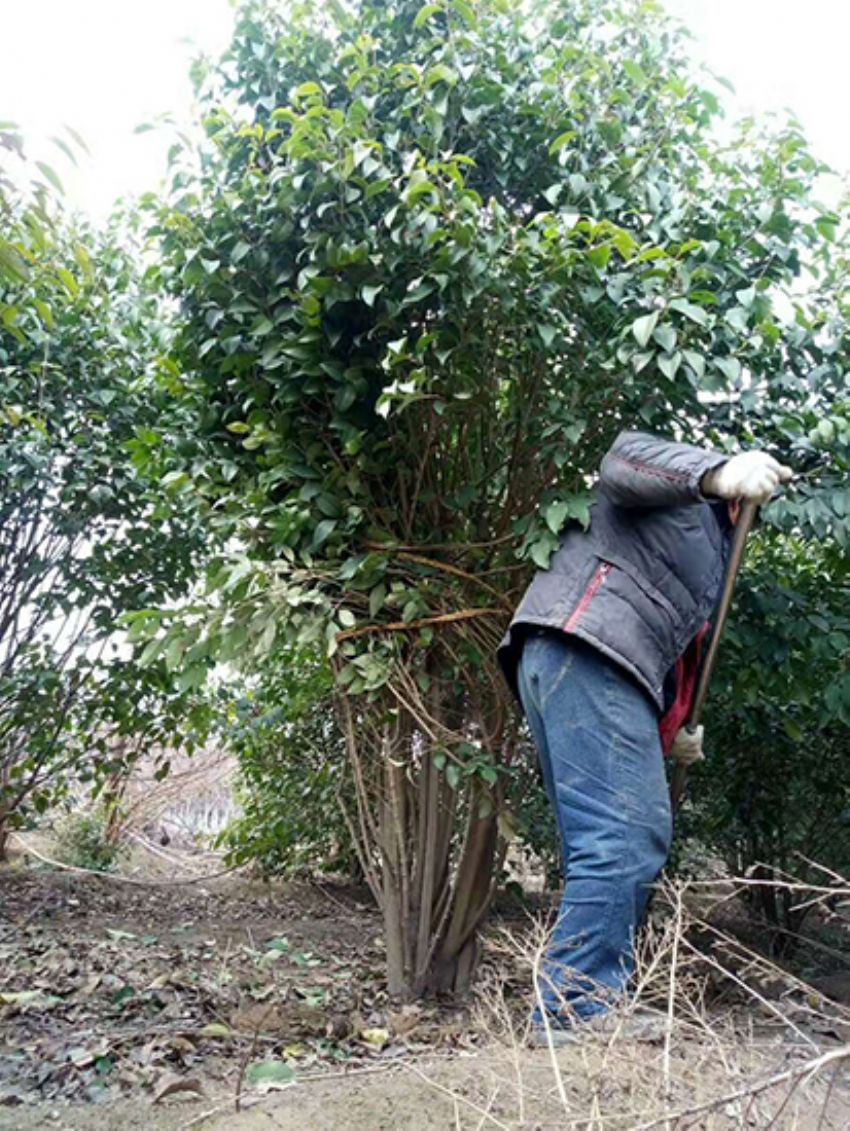 點擊查看詳細信息<br>標題：叢生女貞 閱讀次數：3830